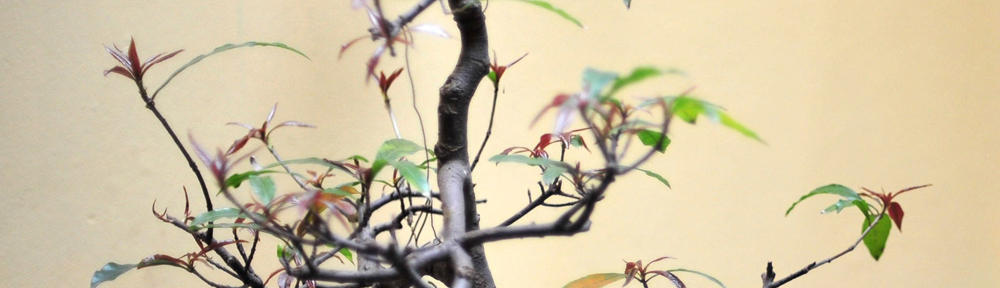 Portes de Conscience